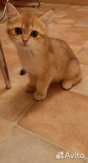 Мальчик британская золотая шиншилла