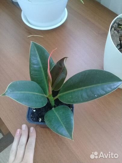 Комнатные растения