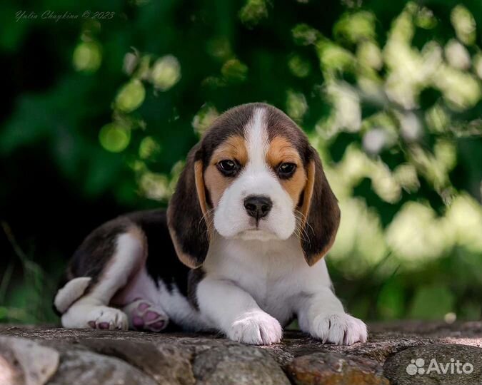 Щенки Бигль -девочки