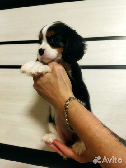 Кавалерчики РКФ