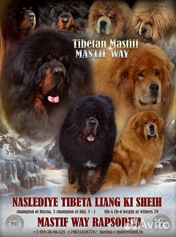 Щенки Тибетского мастифа объявление продам