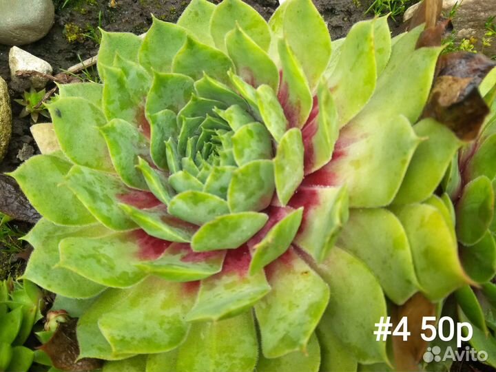 Молодило (каменная роза), горноколосник ч. 3