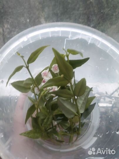 Хойи. Линеарес, Карноза, Ариадна Компакта