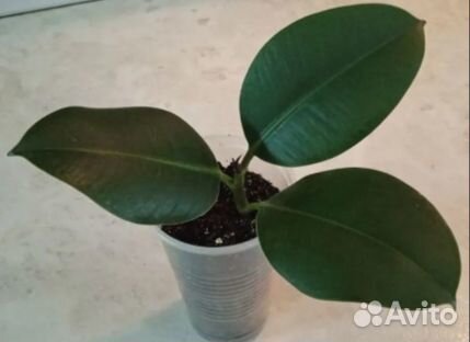 Фикус каучуконосный
