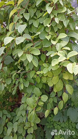 Лимонник китайский, саженцы