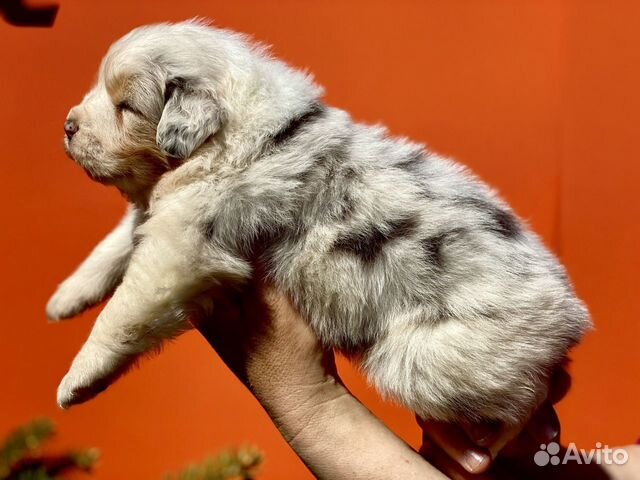 Аусси австралийская овчарка щенки объявление продам