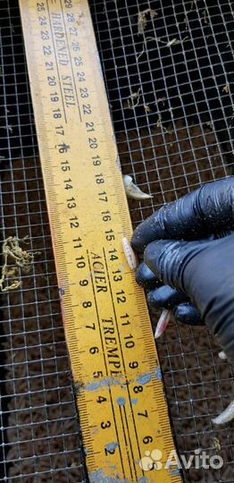 Качественный опарыш