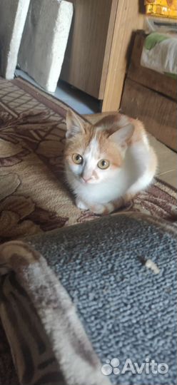 Котенок в добрые руки