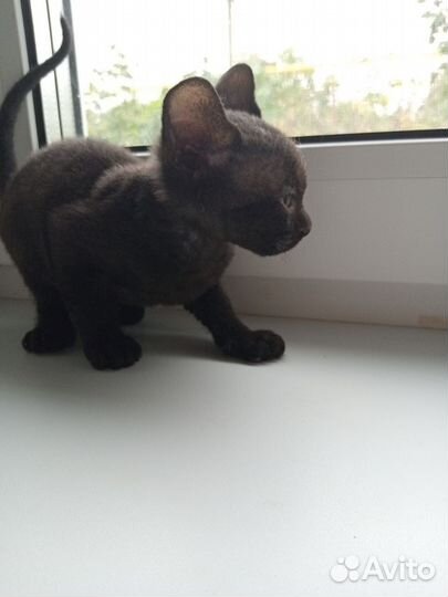 Канадский сфинкс