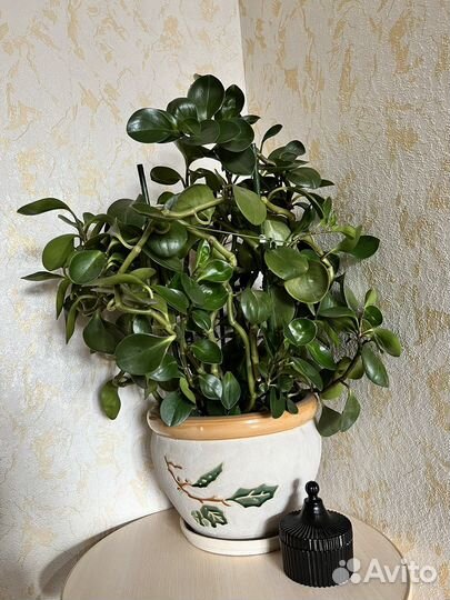 Пеперомия туполистная