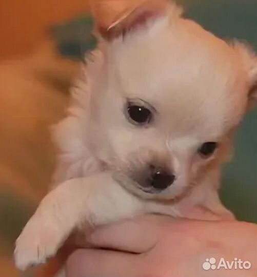 Щенки чихуахуа мини