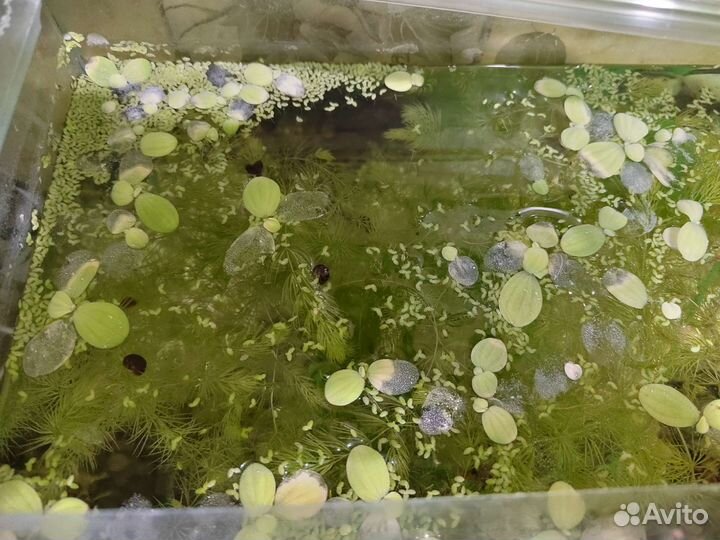 Растение для аквариума лимнобиум и прополка