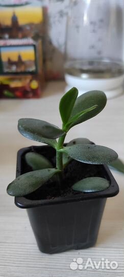 Денежное дерево красула Толстянка