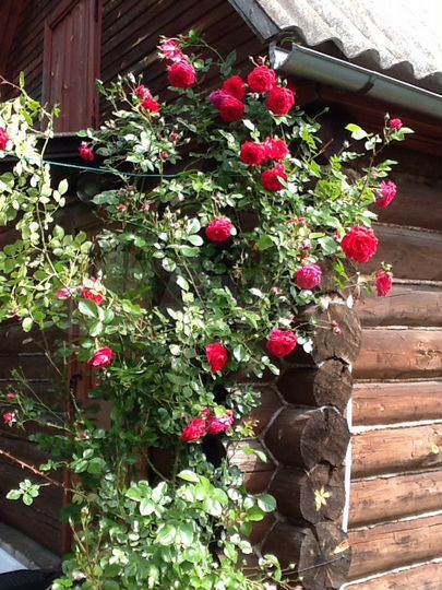 Дача 56 м² на участке 8 сот.