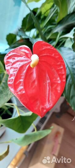 Антуриум красный цветок