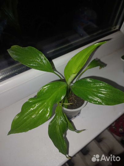 Комнатные цветы Пальма драцена