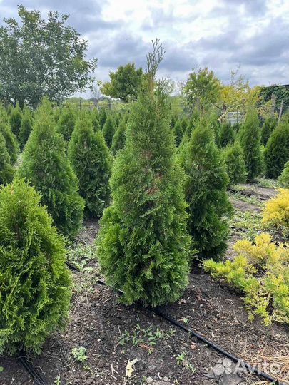 Туя смарагд