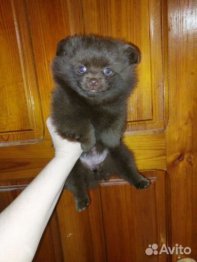 Без предоплат.Шпиц mini и стандарт девочка