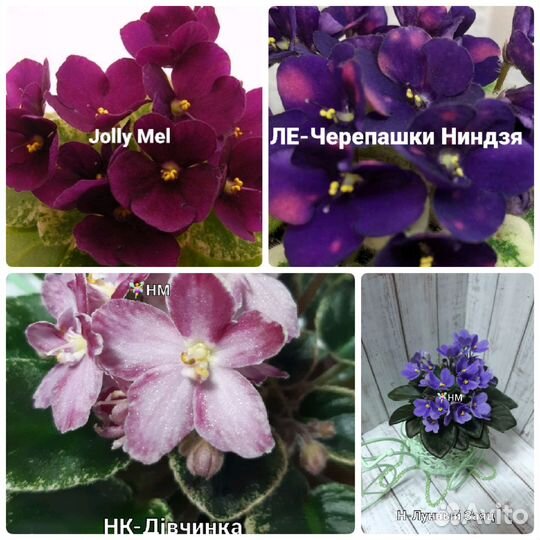 Сортовые фиалки мини