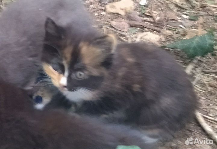 Котята милые ищут дом