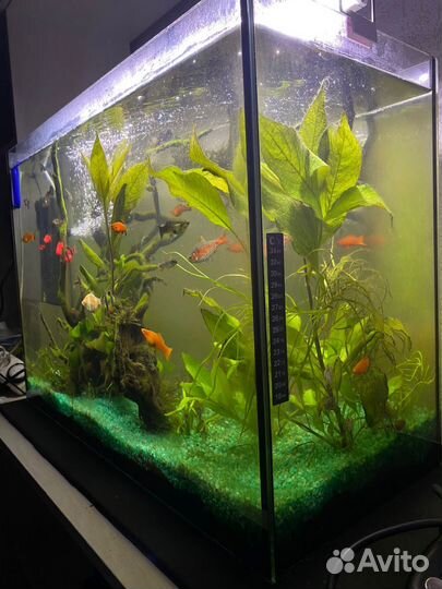 Аквариум с рыбками