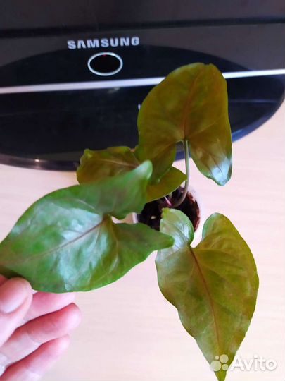 Филодендрон Джангл февер вар, сингониумы