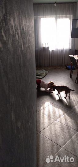 Щенки жесткошерстной карликовой таксы