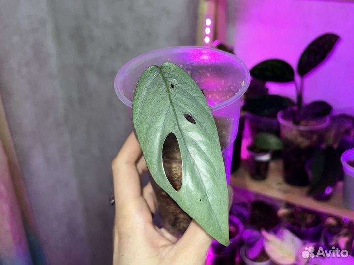 Epipremnum sebu blue (сциндапсус себу блю)