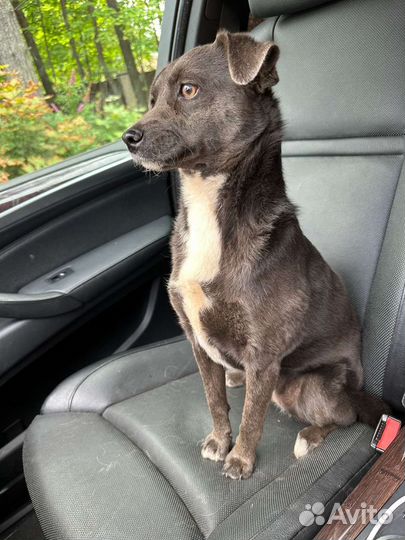 Собака Милли в добрые руки