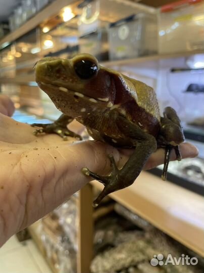 Бурая жаба Bufo guttatus