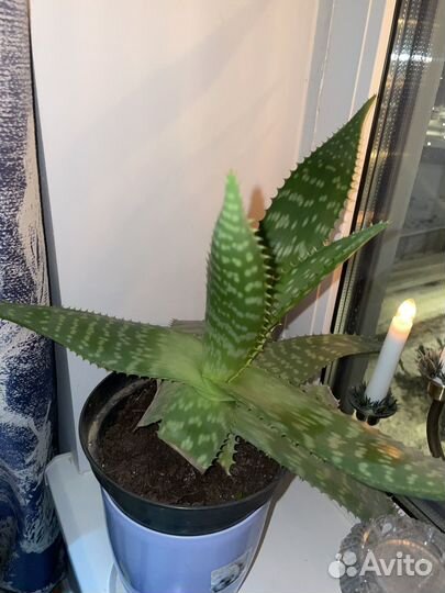 Цветок алое лечебное