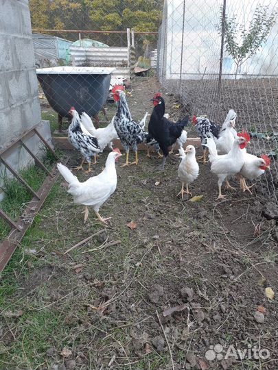 Молодые петушки легорн белый,далматинец,изабелла