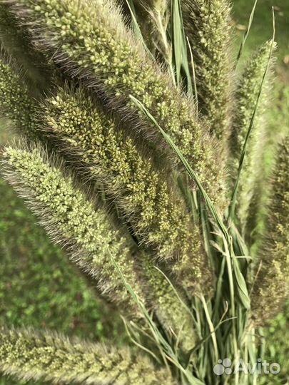 Букеты Сухоцветы Лисий хвост/Щетинник