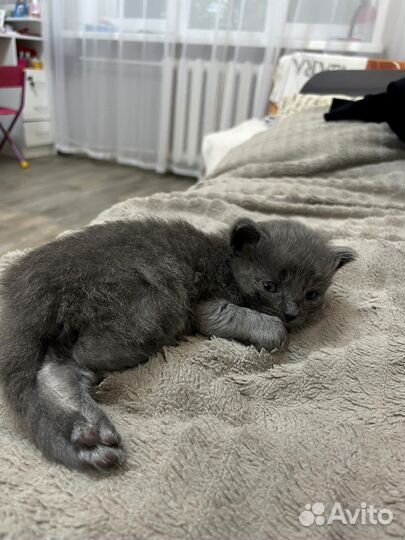 Котенок