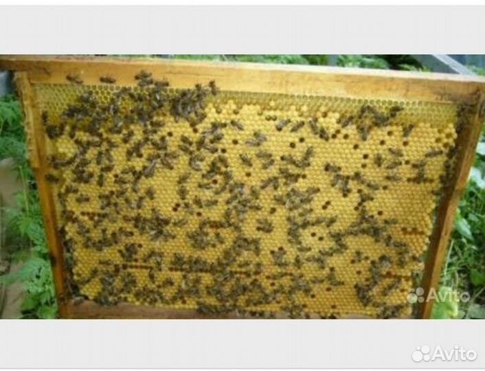 Пчелосемьи