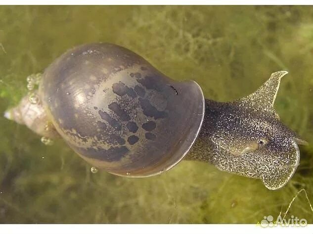 Улитка покемон (аквариум)