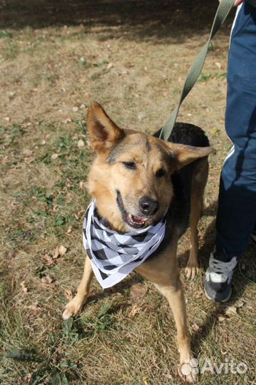 Собака в добрые руки отдам бесплатно