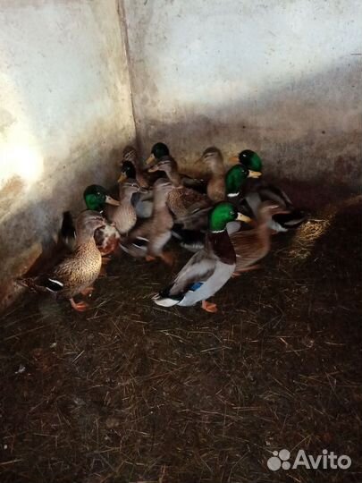 Утки подсадные