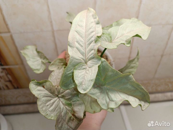 Сингониум мини пастель