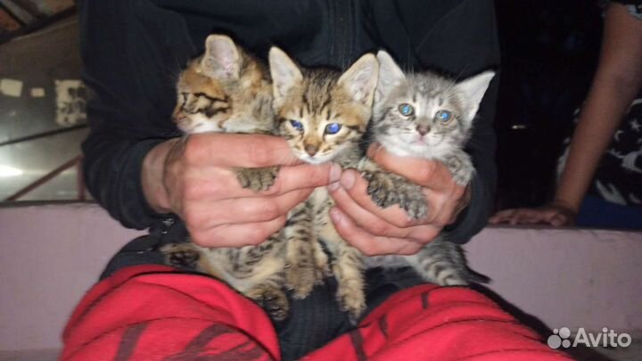 Котята в добрые руки бесплатно