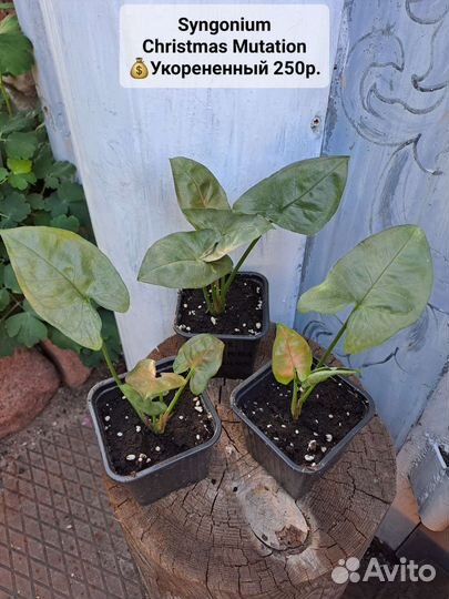 Сингониумы, 36 сортов