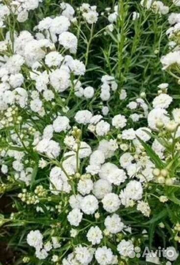 Садовые многолетники