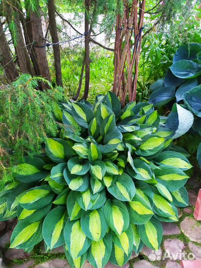 Хоста(50 видов)