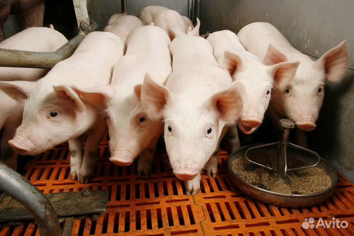 Разнорабочий на ферму, вахтовый график