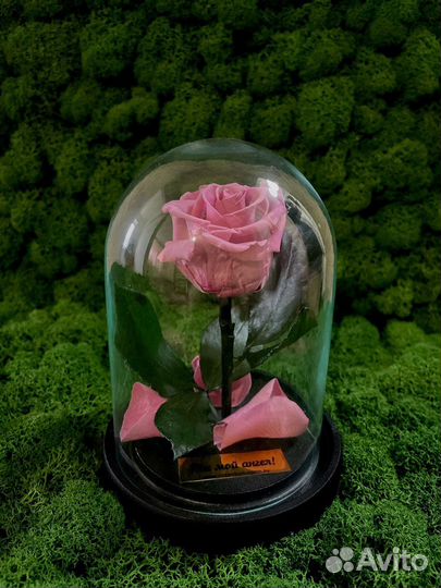 Роза в колбе