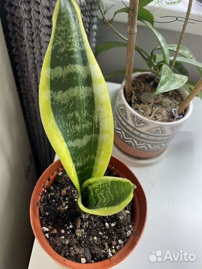 Сансевиерия futura superba