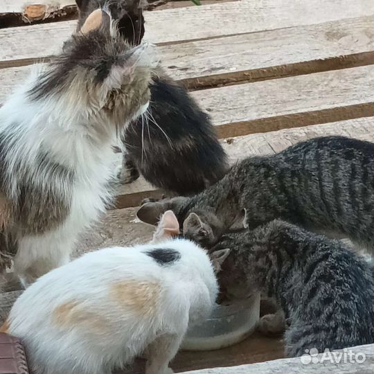 Котята в добрые руки бесплатно