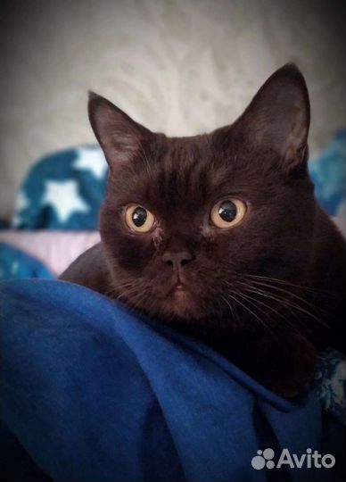 Скотиш фолд в заботливые руки