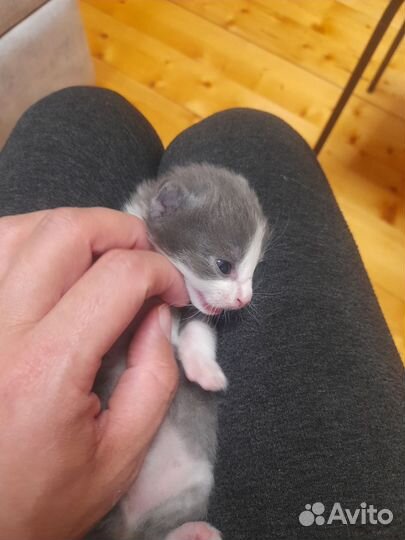 Котенок в дар
