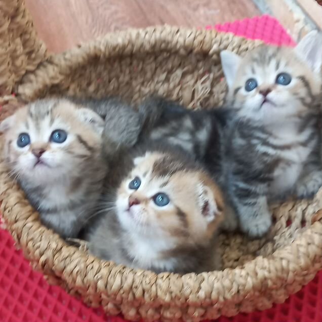 Манчкин котёнок